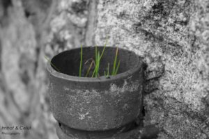 IMG_1387-b k