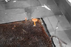 IMG_1890-b k